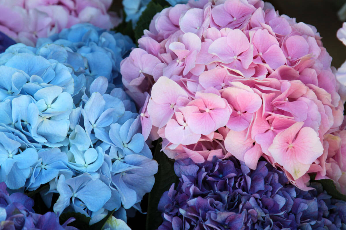 紫陽花のようなペールカラー　Ortensia