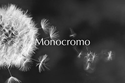 タンポポの綿のモノクロ画像